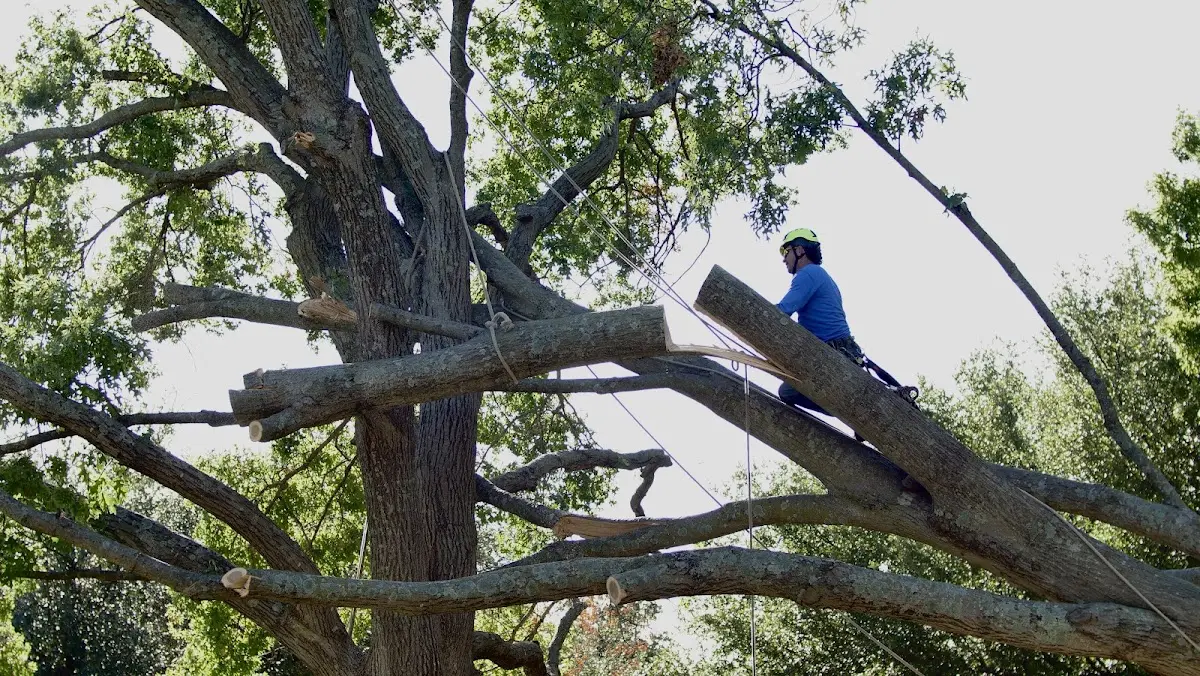 Professional Hazardous Tree Removal performed by certified arborists in Westville