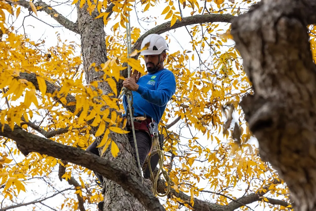 Skilled Storm Damage Cleanup crew working in Westville